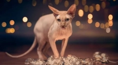 Čo potrebujete vedieť pred spustením sphinx domov